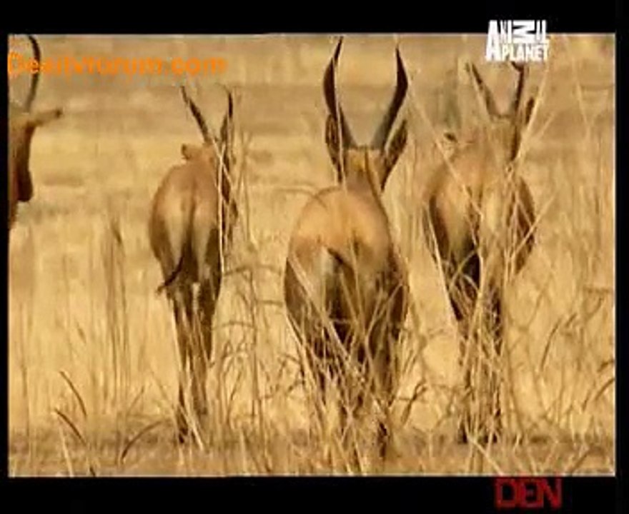Animal Strategies 12th july 2014 Video Watch Online pt2