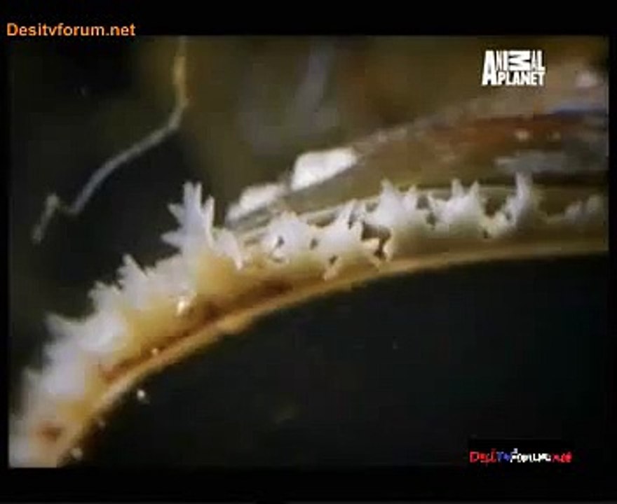 Mahayudh 29th January 2015 Video Watch Online pt2