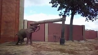Toledo Zoo Elephant Works Out Part 2