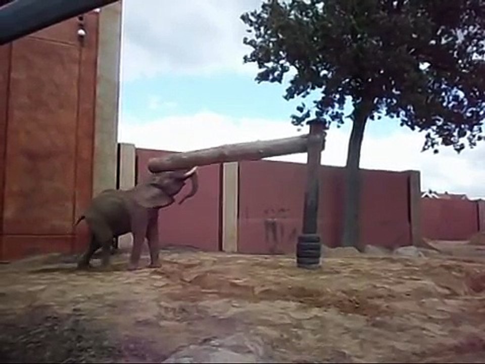 Toledo Zoo Elephant Works Out Part 2