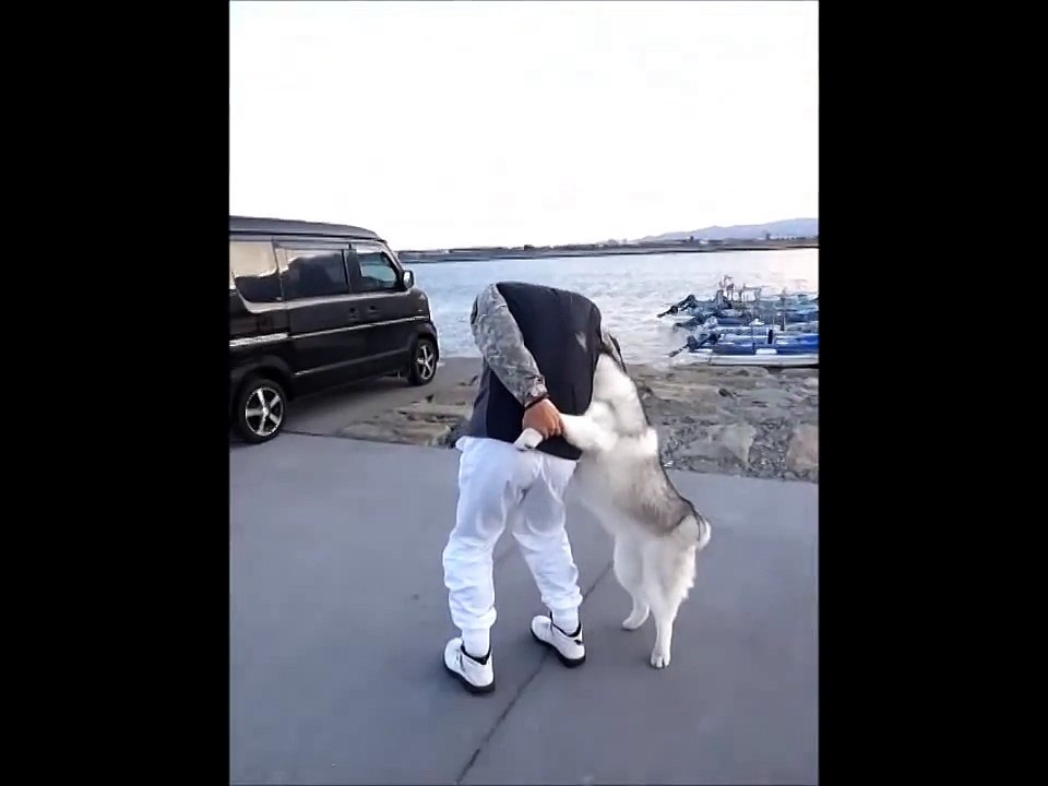 Lets Walking hand in hand again, Siberian Husky Hana İ is funny dog　Jan 21st 2014