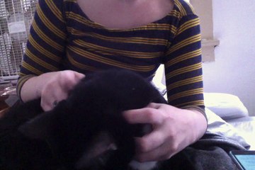 IT'S A WONDERFUL LIFE- SPARKLEHORSE