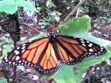 mariposas monarcas.. ,MICHOACAN