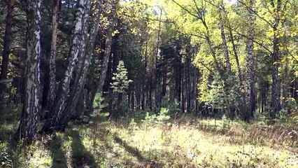 Алексей Панин Тупой вопрос, тупого ведущего