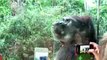 Kids and wild animals At The Zoo- Rainforest Animals and African animals - YouTube