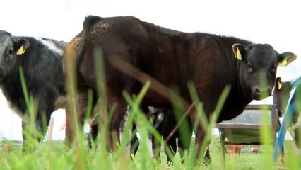 Belgian Blue Quality Irish Livestock