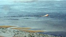 Les Labradors des Tempêtes d'Iroise : Les chiots ont 10 semaines, première sortie à la plage