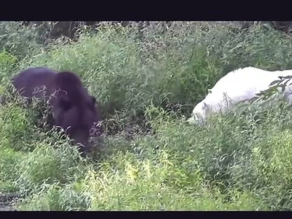 15 CRAZIEST Animal Fights Caught On Camera #3 - Lion,Buffalo,crocodile,Elephant, Bear,Lion