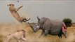 Animal Jam Buffalo Wild Wings Into The Wild Amazing Wild Animal Attacks Animal Fights 2016 Rhino,Buffalo,Cheetah ETC