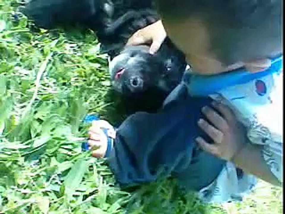 bebe com cachorro