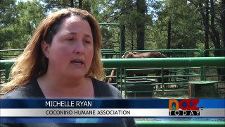 Four Horses Rescued from Alleged Animal Abuse