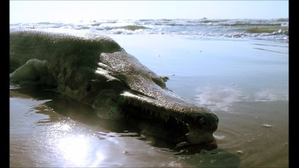 Hunters are Found Monster Alligator in Central Florida