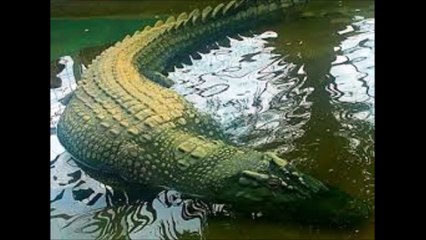 Hunters are Found Monster (Biggest) Alligator in Central Florida