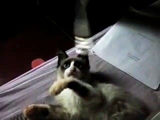 Bolinha Brincando com o Fone de Ouvido