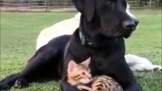 Dog and cat best friends