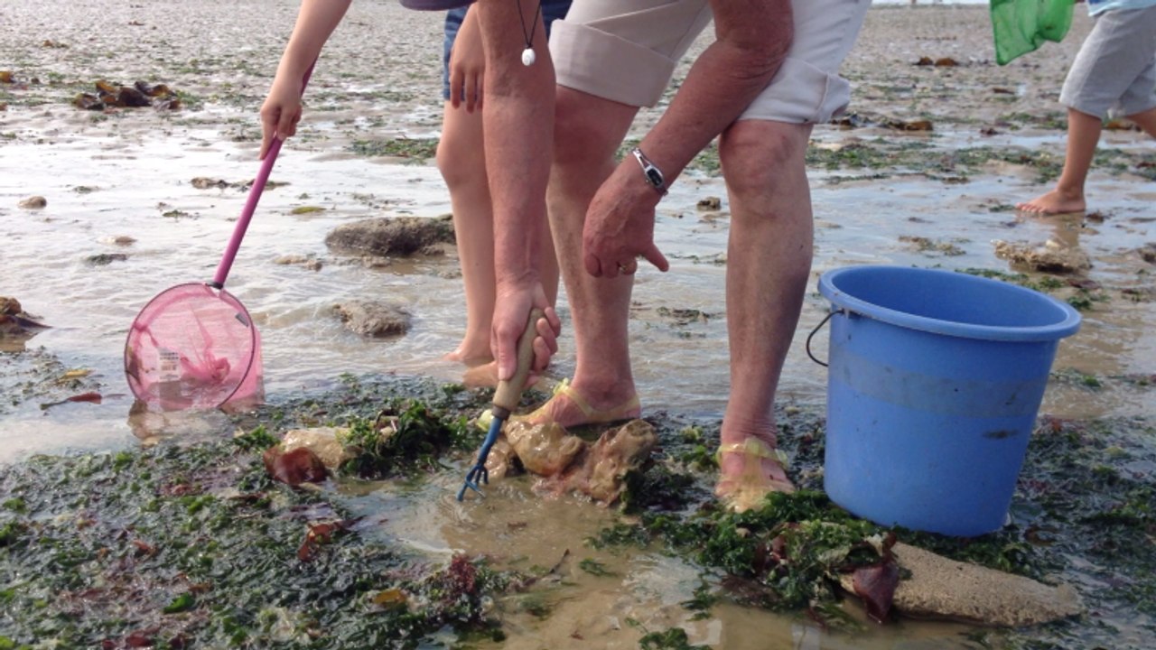 Pêche à pieds Bernières-sur-Mer