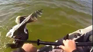 The bird whisperer strikes again! Pelican attacks kayak angler!