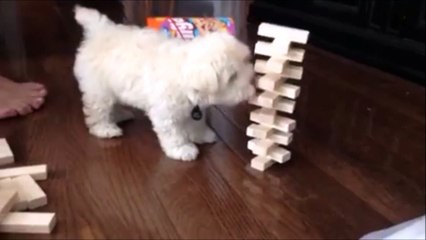 Ce chiot n'a pas compris le principe du jeu JENGA