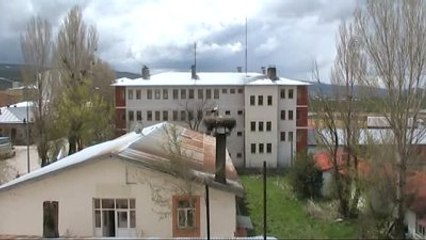 Leylekler Yavru Verdi