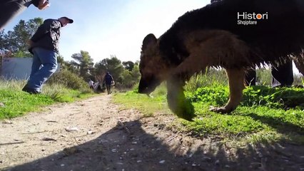 NGJALAT E DIVJAKES NE HISTORI SHQIPTARE NGA ALMA CUPI | ABC NEWS