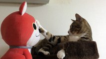 【funny cat ねこ&おもしろ&かわいい&癒し】（とらおうチャン）ジバニャンくんと初対面♪