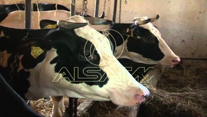 Sëmundja te gjedhet përhapet me shpejtësi