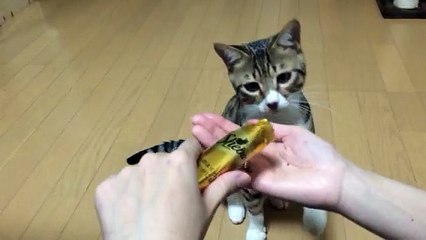 【funny cat ねこ&おもしろ&かわいい&癒し】（とらおうチャン）おやつの時間じゃい♪喜