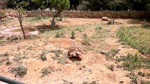 Αττικό πάρκο - χελώνα γίγας - HD  2012-05-28-213.mp4