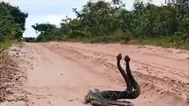 Unbelievable fight between two cobras