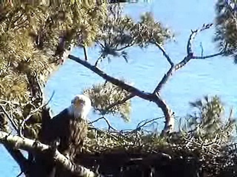 Maine Bald Eagle Cam 2007-02-10