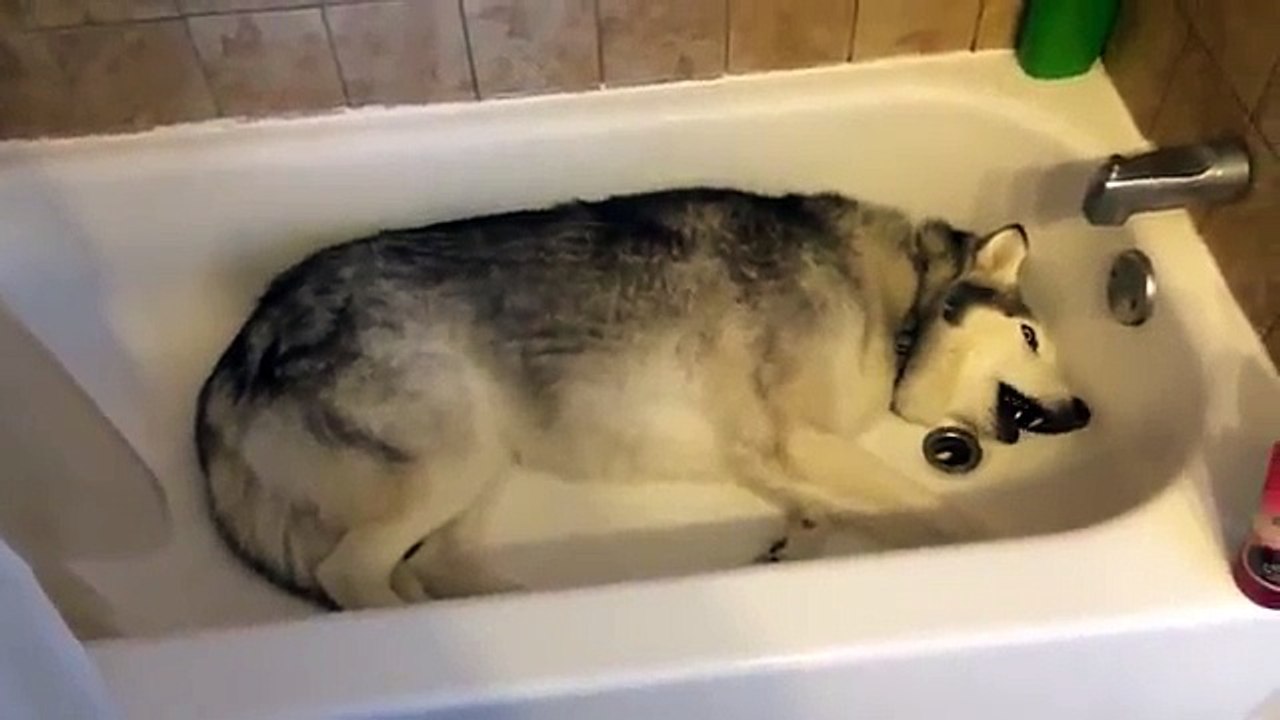 Stubborn Husky throws hilarious temper tantrum