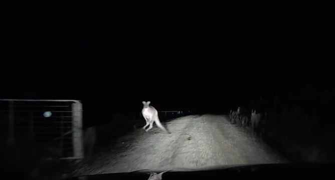 Alors qu'il roule de nuit, il se fait attaquer violemment par un kangourou