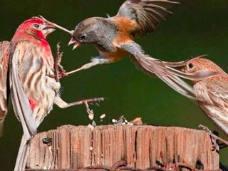 Amazing Animal Fight!! Bird vs Bird!! Wild Animal Versus!!