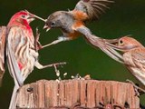 Amazing Animal Fight!! Bird vs Bird!! Wild Animal Versus!!