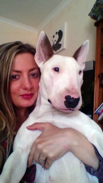 Un Bull-Terrier fan de Ed Sheeran chante sur sa chanson favorite