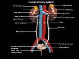 The Urinary System: How toxins are filtered by our organs and how urine is formed and expelled with the nephron, bladder, ureters, and urethra