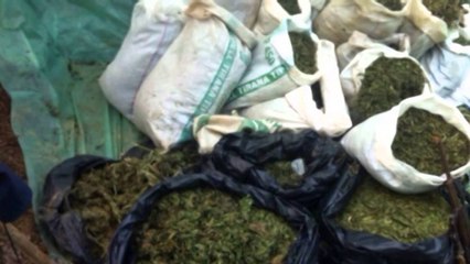 PROKURORIA E KORÇES DERGOI PER GJYKIM DOSJEN PER 11 PERSONA,PRODHUAN 722 KG KANABIS LAJM