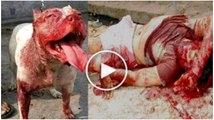 HOT !!! The Dog Pit Bulls Biting Dead People