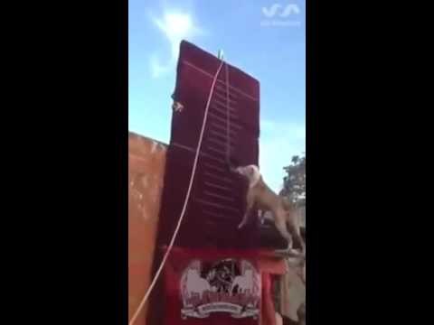 Pit Bull Jumps Record-breaking 14 Feet Up Vertical Wall-Top Funny Videos-Top Prank Videos-Top Vines Videos-Viral Video-Funny Fails