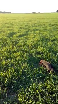 Merveille de la plaine aux lièvres en menée à voix sur lièvres