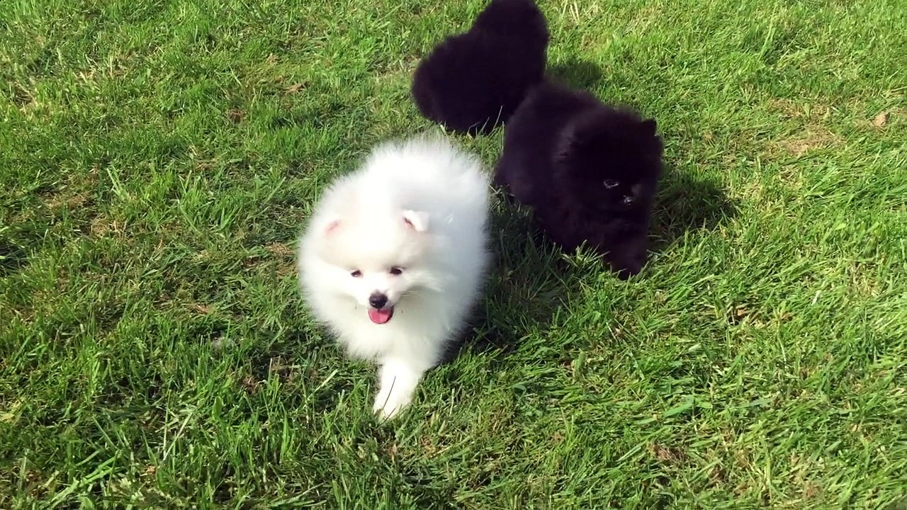 1 ère sortie chiots spitz