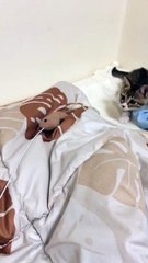 【funny cat ねこ&かわいい&おもしろ&癒し】（とらおうチャン）獲物発見じゃ～い！喜