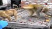 Whatsapp funny animal video  Monkey teasing dog [Low, 360p]