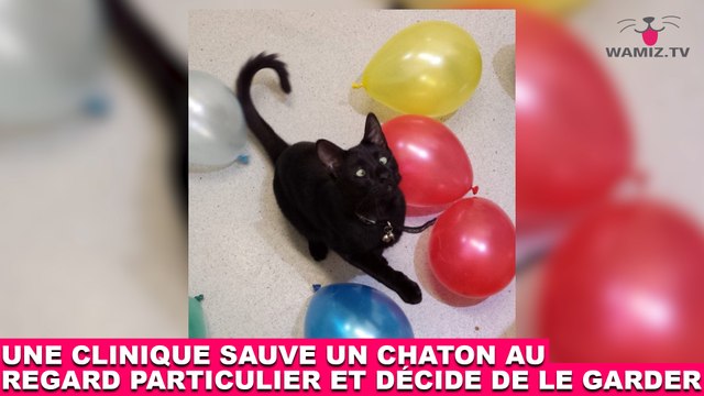 Une clinique sauve un chaton au regard particulier et décide de le garder ! L'histoire dans la Minute Chat #212