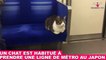 Un chat est habitué à prendre une ligne de métro au Japon ! Découvrez-le dans la Minute Chat #213