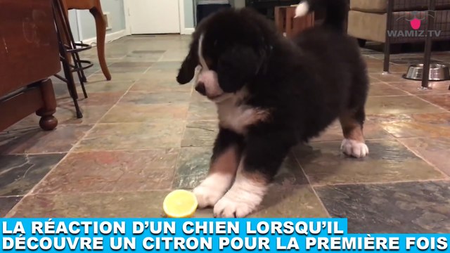 La réaction d'un chien lorsqu'il découvre un citron pour la première fois ! Tout de suite dans la Minute Chien #213
