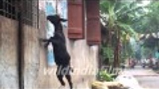 Cute Baby Goats Compilation || Goat Jumping
