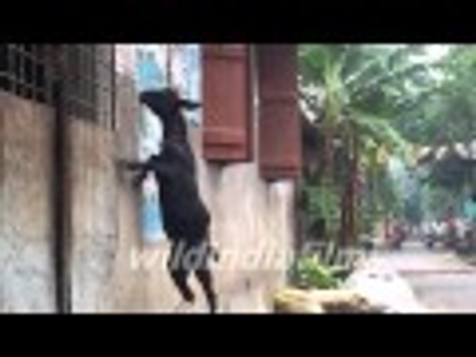 Cute Baby Goats Compilation || Goat Jumping