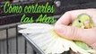 Como cortar las alas a tus periquitos | How to clip your Parakeets wings
