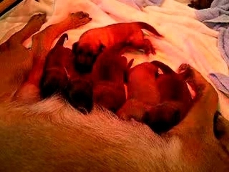 chiots malinois 8 jours (39)